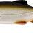 Westin-Ricky The Roach-Lively Roach-10cm-Hengelsport De Goeie Vangst