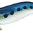 Williamson Killer Squid Shrimp 11 cm – BSRDL