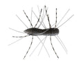 Z-Man-Fuzzy BugZ 1.75"-1.75" / 4.5cm-Electric Shad-Hengelsport De Goeie Vangst