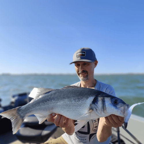 Zeevissen & Zeebaars in de Spotlight